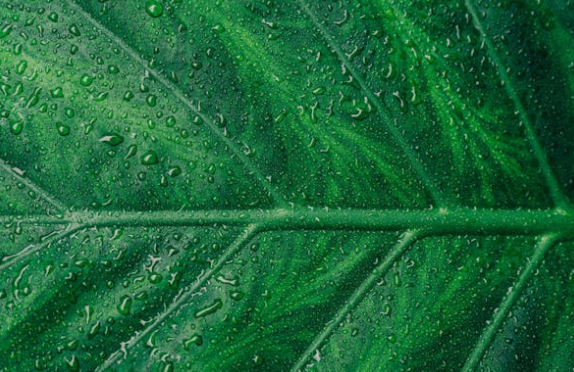 Photosynthesis